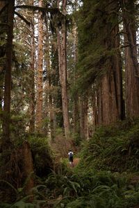 Check out my blog post on my ultimate 6 day Oregon itinerary which brings you all the way down to the Redwoods National Forest. Find out where to go in the Redwoods and some photography inspiration.