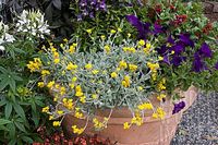 CHRYSOCEPHALUM APICULATUM 'FLAMBE YELLOW' Smal yellow balls. FALL