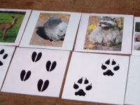 animal tracks cards