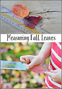 Explore math outdoors in fall with this simple measuring fall leaves activity for kids from And Next Comes L