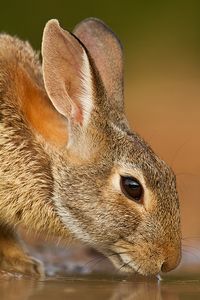 Eastern Cottontail