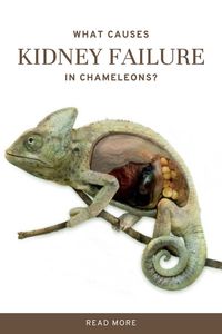 A number of reports suggest that kidney failure may be a problem for chameleons. One study found that chameleons with kidney failure had a decreased ability to regulate their body temperature. This may lead to increased body temperature and death. Another study found that chameleons with kidney failure were more likely to experience anemia. This may be due to a lack of blood flow to the body's tissues. #chameleon #reptiles #cute #pets
