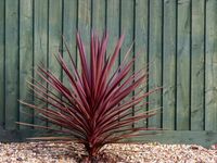 Hawaiian Ti Plants: How To Grow A Ti Plant