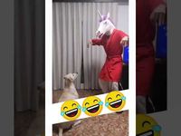 Curiquitaca Challenge With Dog - ECOSenpai