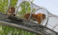 Zoos of the future are breaking down the enclosure walls