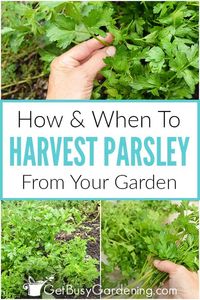 Picking parsley fresh from your garden, so that you can add it to your favorite recipes, salads, and soups, is refreshingly simple. It takes only a moment of your time, but adds a big boost of flavor to your food. Keep reading to find out the best methods for harvesting this cut-and-come-again herb, as well as washing, drying, and using parsley fresh out of your garden. You will also learn the best times to harvest parsley, and which parts of your plant (stems and leaves) are edible.