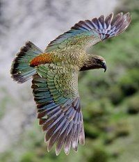#birds #kea