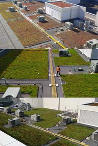 Ginkgo Sustainability offers green roof installation and maintenance services. A green roof system, reduces the burden of the city's storm water management system, provides a natural habitat that benefits wildlife, and beautifys the neighbourhood. Visit our website for more information. #sustainableliving #environment #environmentaldesign #sustainable #sustainablecitites #biophilia #biophilicdesign #wellness #wellbeing #greendesign #greenliving #greenroofs