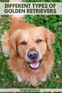 Explore the eight types of Golden Retrievers, including English, American, Canadian, and English Cream, and learn about their unique characteristics. #Dogexpress #Doglovers #Dogoftheday #Goldenretriever