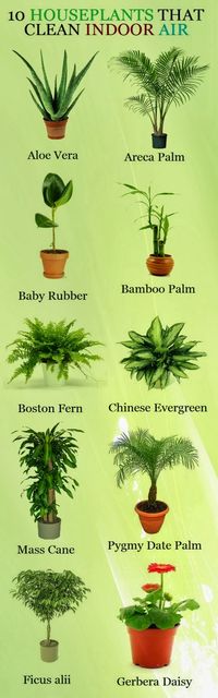 Alternative Gardning: Ten Houseplants That Clean Indoor Air