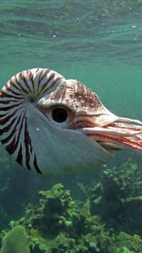 Nautilus con cámara de nataciónImágenes efectivas que le proporcionamos sobre animal frases Una imagen de alta calidad puede decirle muchas cosas. Aqu... #amazinganimals #basicanimaldrawings #IMPRΣSSIΩΠS #XHΣΣSΨ39S