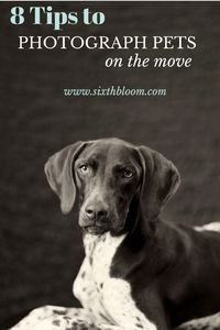 8 Tips to Photograph Dogs on the Move, Pet Photography, Pet Photographs, Animal Pictures, Photography Tips