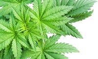 Looking for a cannabis strain that helps with anxiety symptoms? This guide is meant to help you find the right cannabis strain to help combat an array of anxiety problems.