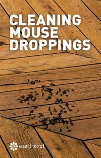 How to Clean Mouse Droppings | Earthkind