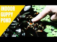 INDOOR GUPPY POND | Now 7 Months Old - YouTube