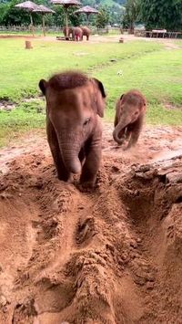 Credit/Source 📸 : https://instagram.com/lek_chailert #gajah #bayigajah #cute #elephant #babyelephant #babyanimal #explore #Elefant #Elefante