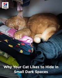 It's no secret that when things get crazy in the house, cats will seek the quietest, most secluded spot to escape the chaos. But why is your cat hiding in the furthest corner of your bedroom closet? Why do cats like to hide in general? It's all part of your feline friend's instinctive behavior. Although she's domesticated, her ancestors sought secluded spaces to birth their kittens and seek shelter from predators. That's why the unassuming cardboard box makes the perfect spot for your kitty.