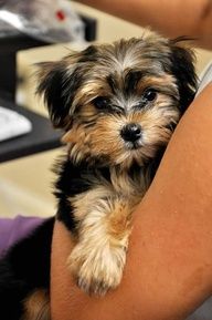 my new pet obsession... Morkie