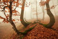 Autumn and Halloween all year long — “Autumn forest” by Daniel Řeřicha / CC BY-NC-ND...