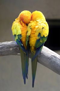perroquets
