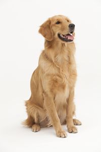 15 Golden Retriever Fun Facts - Trivia About Golden Retrievers