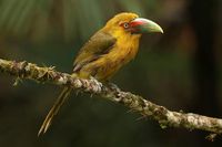 Araçari Banana (Pteroglossus bailloni) #birds
