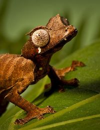 — untitled on Flickr. Recent shot of our satanic Leaf-tailed Gecko.