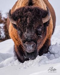 😍🐶🐱🐭🐹🐰 on Instagram: “Photo by @untamedimagesbyjl Bison Buffalo. #animallovers #wildliferehabilitation #wildlifepark #wildlifeconservation #animalfanatics…”