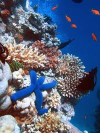 Great Barrier Reef in Australia. | Stunning Places #Places