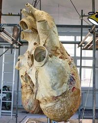 This is the heart of a Blue Whale weighing 400 lbs(181 kgs) . It's 4 feet (1.2m) wide and 5feet(1.5m) tall . Its heart is just 1% of its body weight. Its heart beat is so loud that one can hear it from a distance of 3 kms through a sonar equipment.