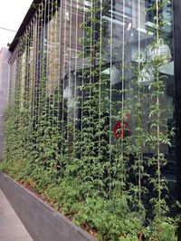 Grow vertical climbing plants in your garden up wires or rope to train them upwards and create a striking display.