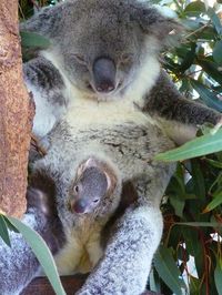 Lone Pine Koala Sanctuary | Raguy in Australia