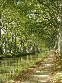 Canal du Midi , le chemin de halage toujours ombragé idéal pour le vélo !!