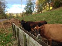 Preparing Your Micro Dairy for Winter - From MOTHER EARTH NEWS magazine