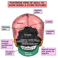 Instant Anatomy - Head and Neck - Areas/Organs - Skull - Posterior view of skull