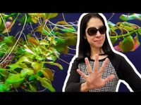 5 Things I Wish I Knew Before Growing Rooted Aquarium Plants - YouTube