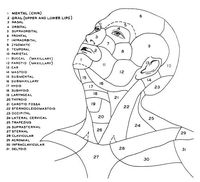Medical Terminology Flash Cards | include a davis co medical terminology body regions flash cards: