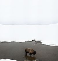 Buffalo