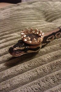 Snakes In Hats More