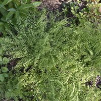 Adiantum pedatum (northern maidenhair fern), named for slender, shining fronds reaching out from a circular center like a wild head of hair.