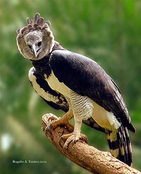 Aguila Harpia Más