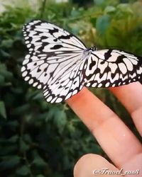 Butterflies dance with the symphony of our heart.🍃🐛🦋🐛🍃🦋 Pan-Romance (Edward Simoni) #natur #butterfly