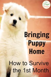 Getting a new puppy is an exciting time! I loved reading these tips so that I was prepared and had everything I needed for my little fur ball. #puppytips #dog #firstpuppy