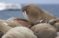 Did you know that a Walrus is pregnant for about 15 months. Calves weigh up to 75 kg and are able to swim immediately. Picture by Wim van Passel.