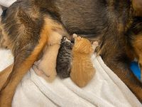 Cachorra Se Torna Mãe De Três Gatinhos Órfãos Depois De Perder Sua Própria Ninhada De Filhotes