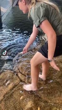 a very large stingray in the zoo😅@ecosenpai❗ animals cute | funny animals | babie animals | adorible animals | animals funny | hilarious animals | funny animal videos | funny animal videos can't stop laughing hilarious | cute animal videos animal videoys | baby animals videos | wild animal videos | pet videos | funny and dog videos | animal videos funny dogs | videos animales | animals aesthetic videos | animals friendship videos. #animal#animals#videos#cute#funny
