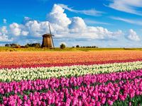 Holland is known around the world for its rainbow-hued fields of tulips, especially those located in and around Keukenhof. Millions of bulbs are planted in the park each year—visit in mid-April to see the flowers during their peak season.
