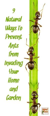 Do you have ants in your pants? Of course not! But you might have them in your home and garden area. Learn how to prevent ants from invading your living spaces with these 9 natural and cost effective products from HybridRastaMama.com. #pestcontrol #ants #bugspray #greenliving via @hybridrastamama
