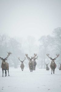 Majestätische Geweihe im verschneiten und nebeligen Wald