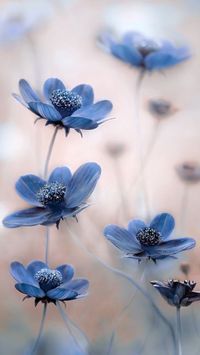Обои iPhone wallpaper flowers